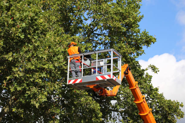 Best Emergency Tree Removal  in Oakton, VA