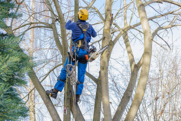 Best Stump Grinding and Removal  in Oakton, VA