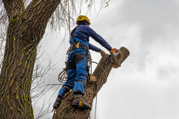 Best Hazardous Tree Removal  in Oakton, VA