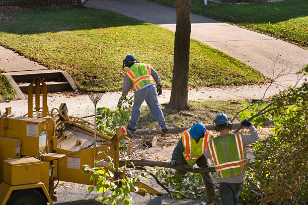 Best Arborist Consultation Services  in Oakton, VA