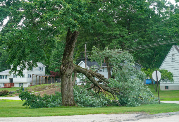 Best Leaf Removal  in Oakton, VA