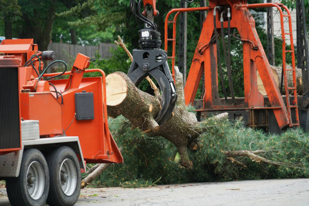 Best Tree Planting  in Oakton, VA