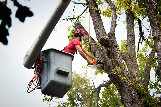 Best Seasonal Cleanup (Spring/Fall)  in Oakton, VA