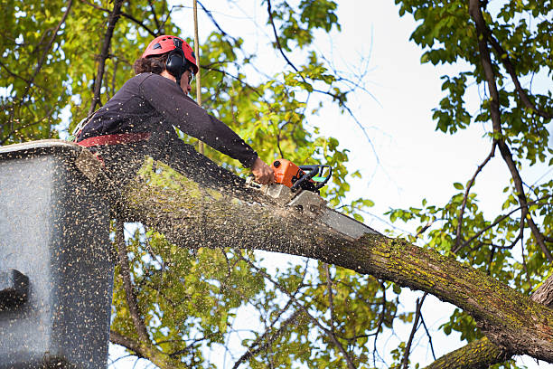 Best Tree Mulching  in Oakton, VA